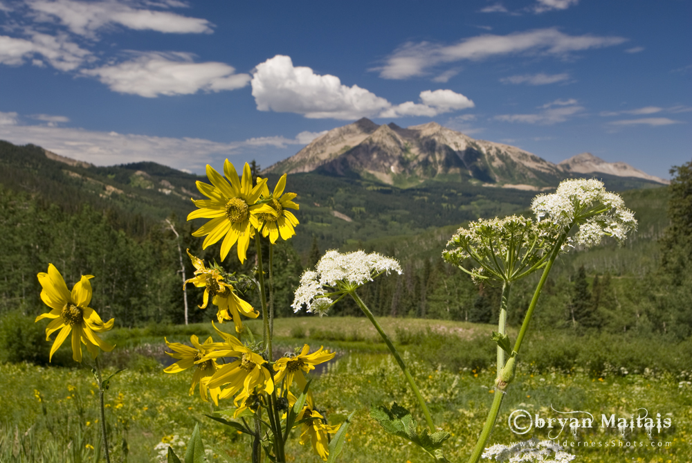 Colorado Wildflower Photography