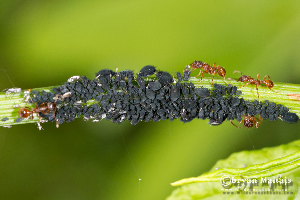 aphids ants milking wildlife larger wildernessshots