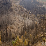 26-high-park-fire-bunred-forest