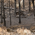 27-high-park-fire-bunred-trees