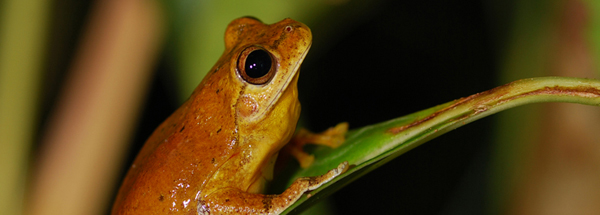 amphibian mass extinction