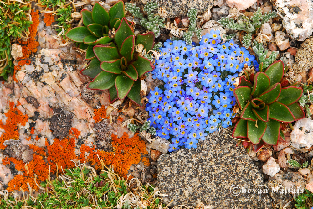 Alpine-forget-me-not