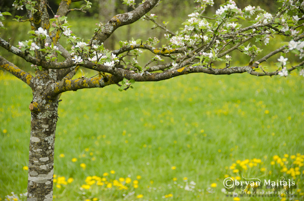 Apple Tree Germany