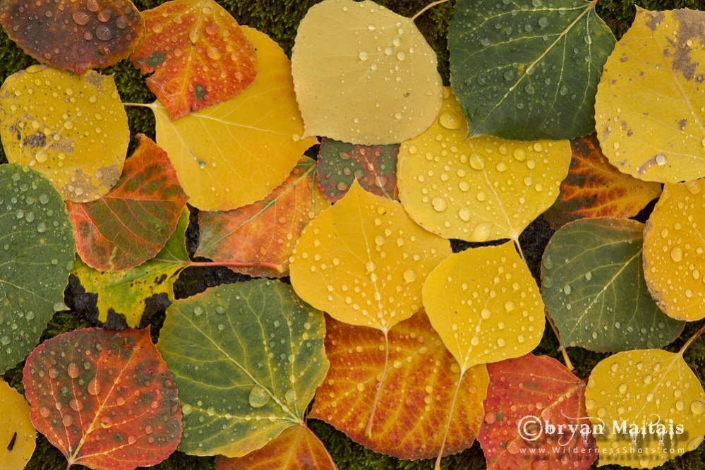 Aspen Leaves, Fall Colors