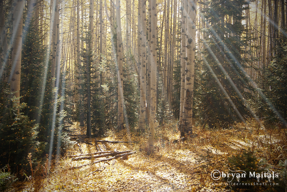 Aspen Rays Colorado