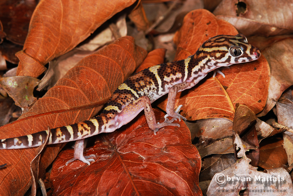 Banded Gecko Cayo Belize