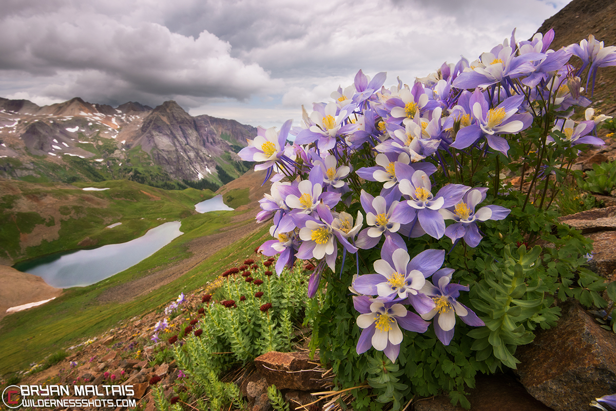 Colorado Columbine Blue Lakes San Juan Mountains