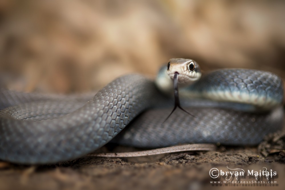 Eastern Yellow-belly Racer, Missouri