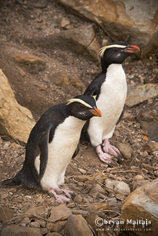 Fjordland Crested Penguin New Zealand