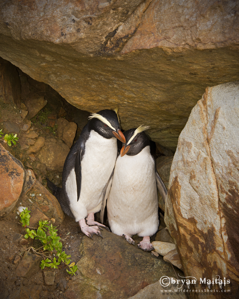 Fjordland Crested Penguins Nuzzling
