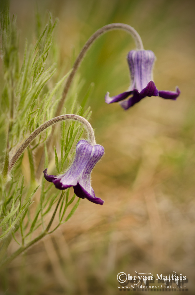 Hairy Clematis, Lory State Park, Colorado