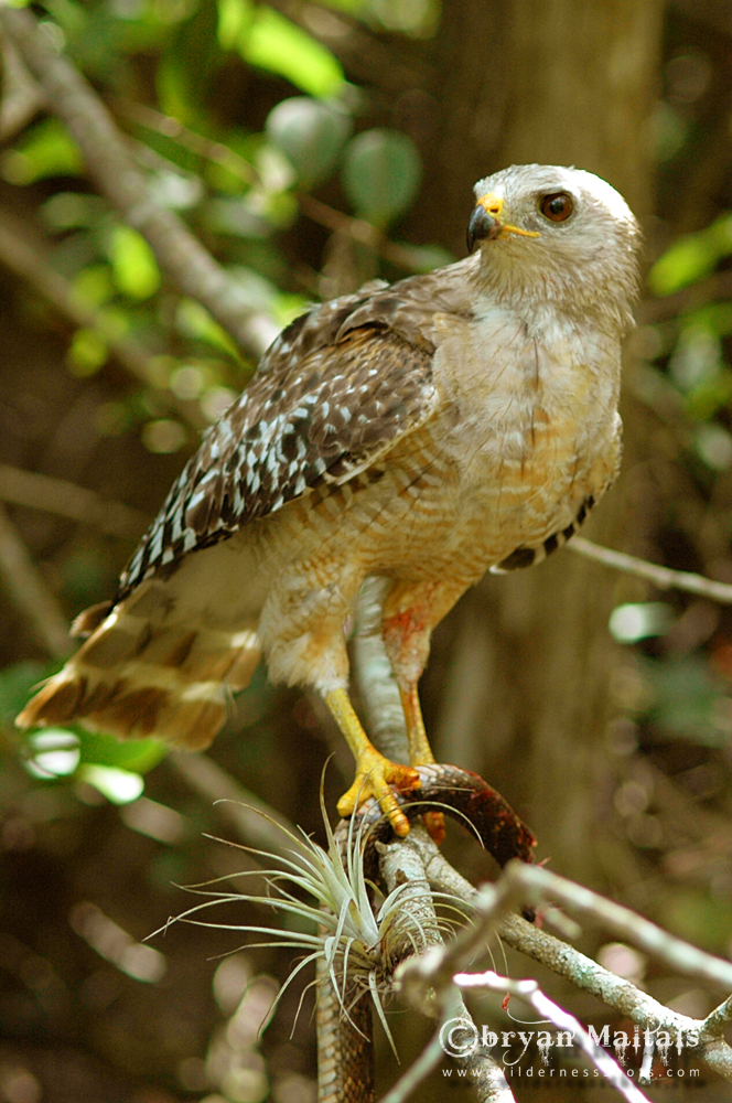 Red-shouldered Hawk with Snake
