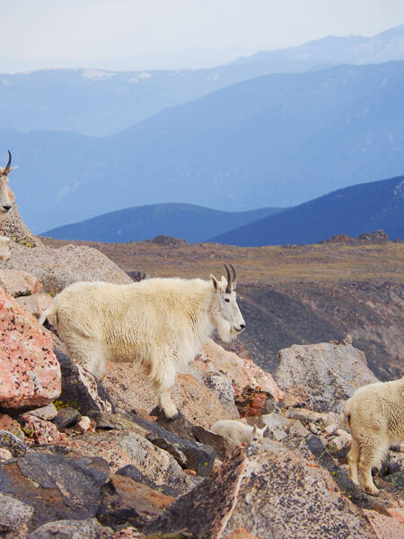 Mountain Goat Sentinals