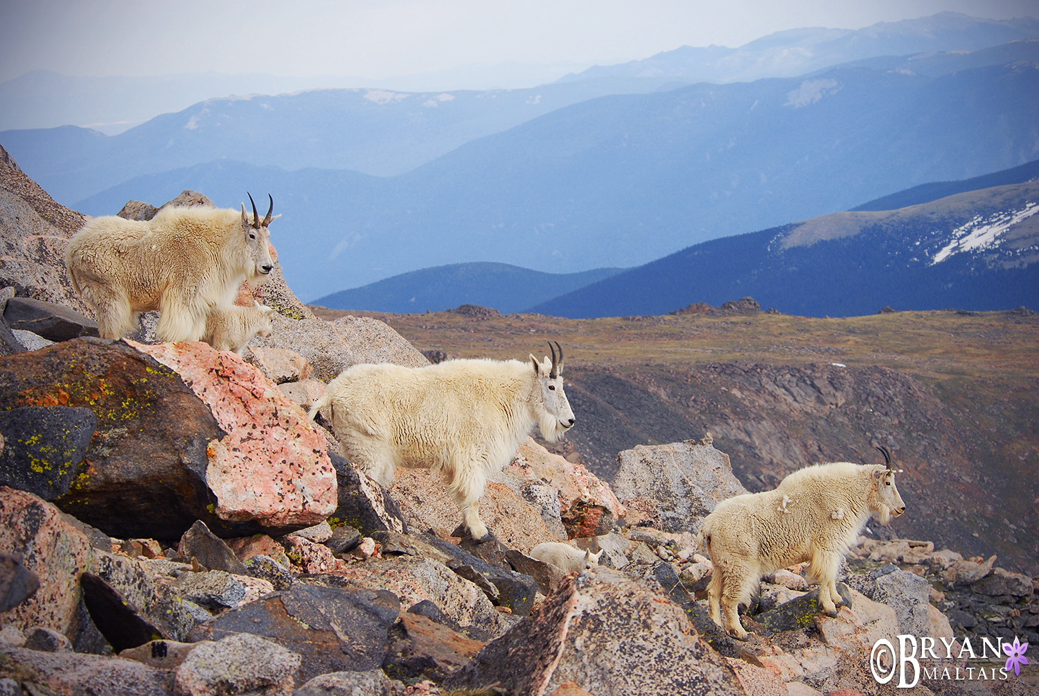 Mountain Goat Sentinals