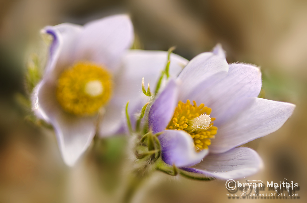 Purple Pasque Flower