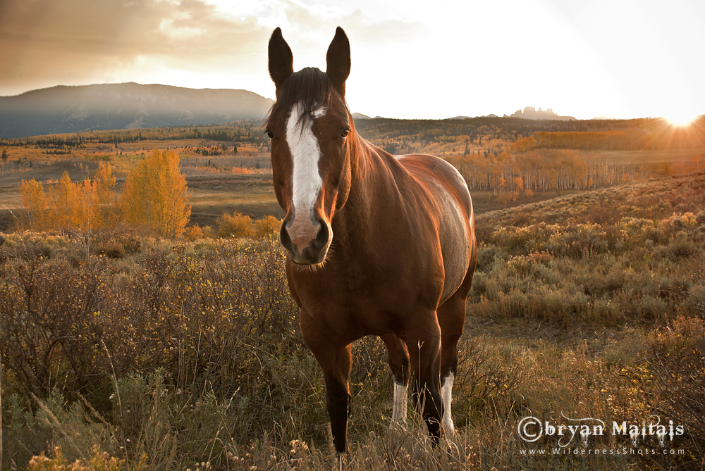 Quarter Horse Sunset, Colorado
