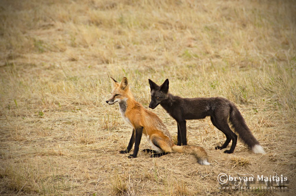 Red and Black Fox, Ft. Collins Colorado