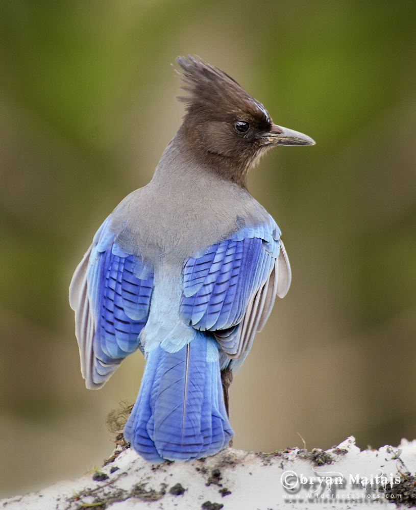 Steller's Jay, Mt. Rainier, Washington