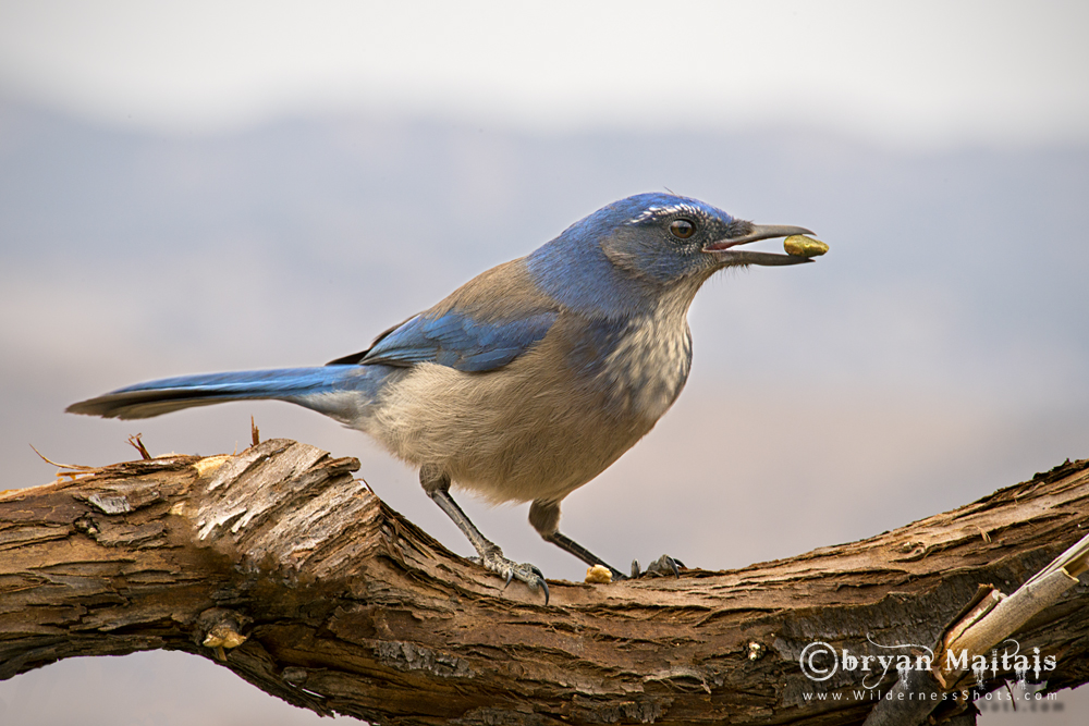 Western Scrub Jay, Ft. Collins Colorado