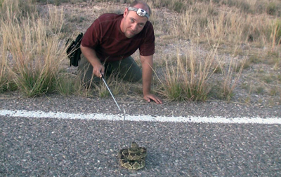 sonora desert reptile documentary