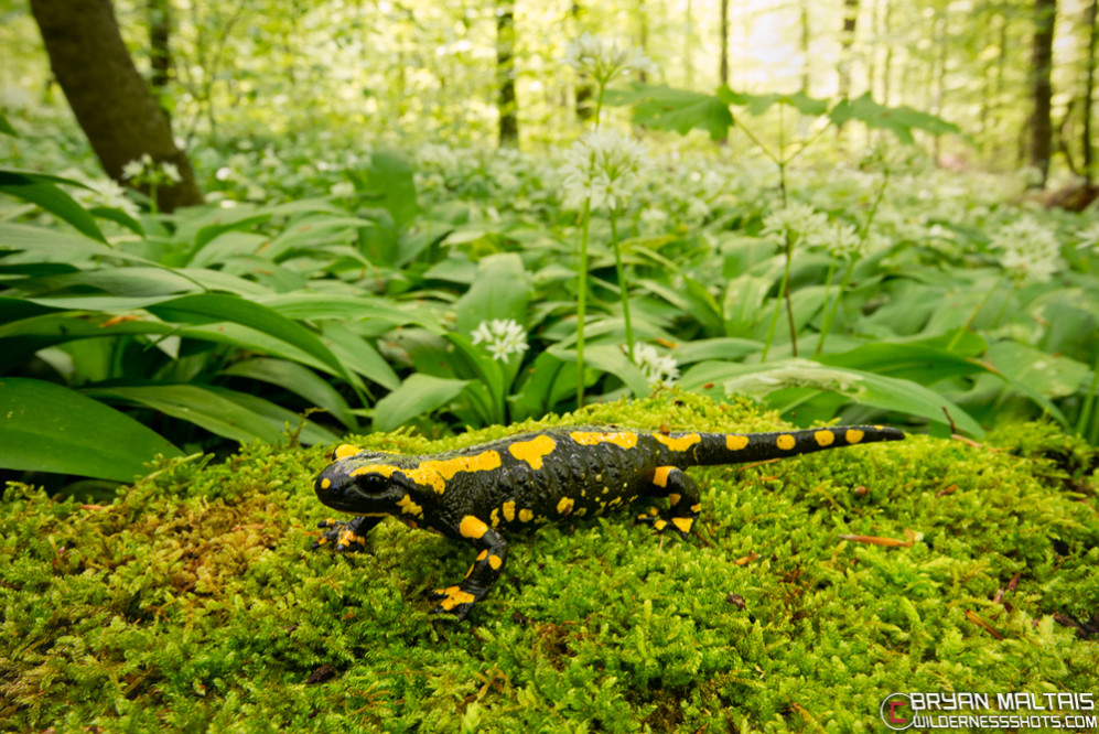 Fire-Salamander-Feuersalamander