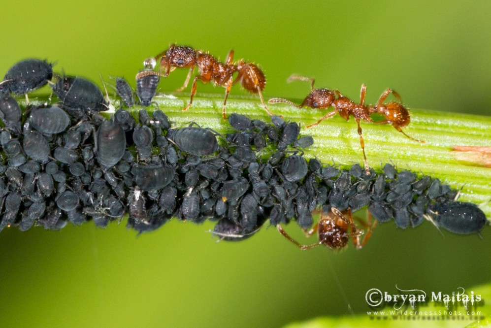 Ants Milking Aphids