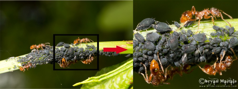 aphid herding ants macro