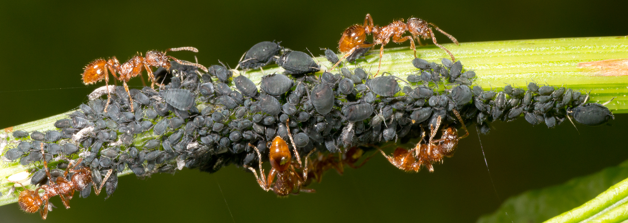Aphid-herding Ants