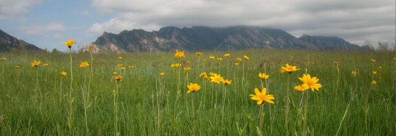 Boulder Colorado Flatirons Wildflower Photography