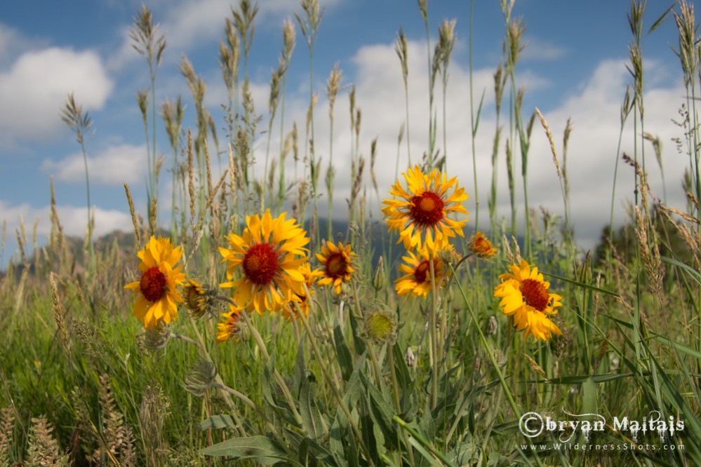 Gallardia Blanket Flowers Boulder Colorado