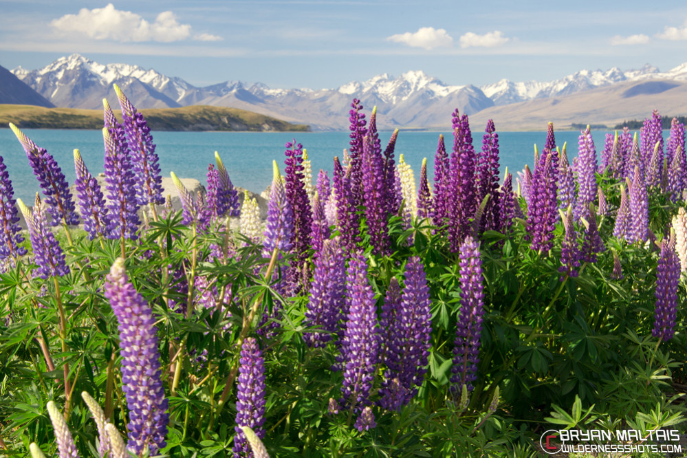 Lake-Takepo-Lupines-New-Zealand