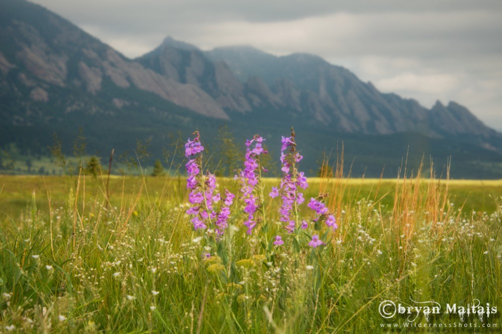 Penstemon at Boulder Flatirons