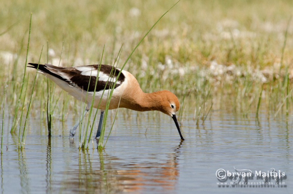 American Avocet