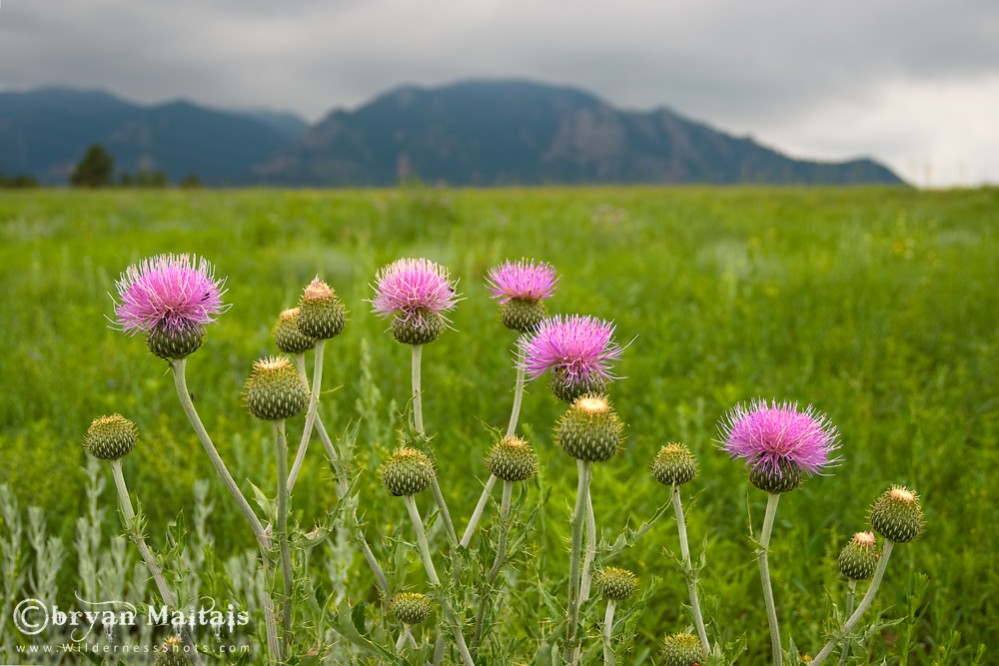 Bull Thistle Boulder Flatirons
