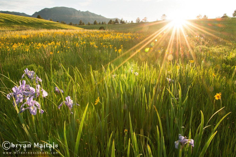 Wild Iris Boulder Flatirons