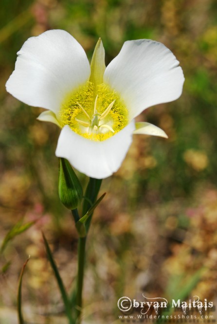 Mariposa Lily