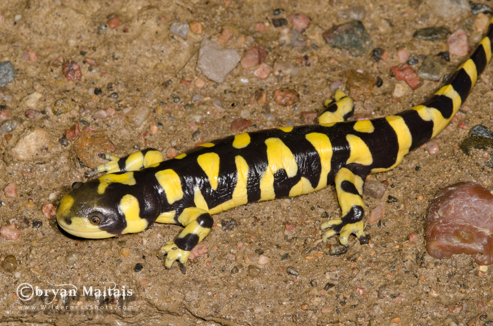 Western Tiger Salamander