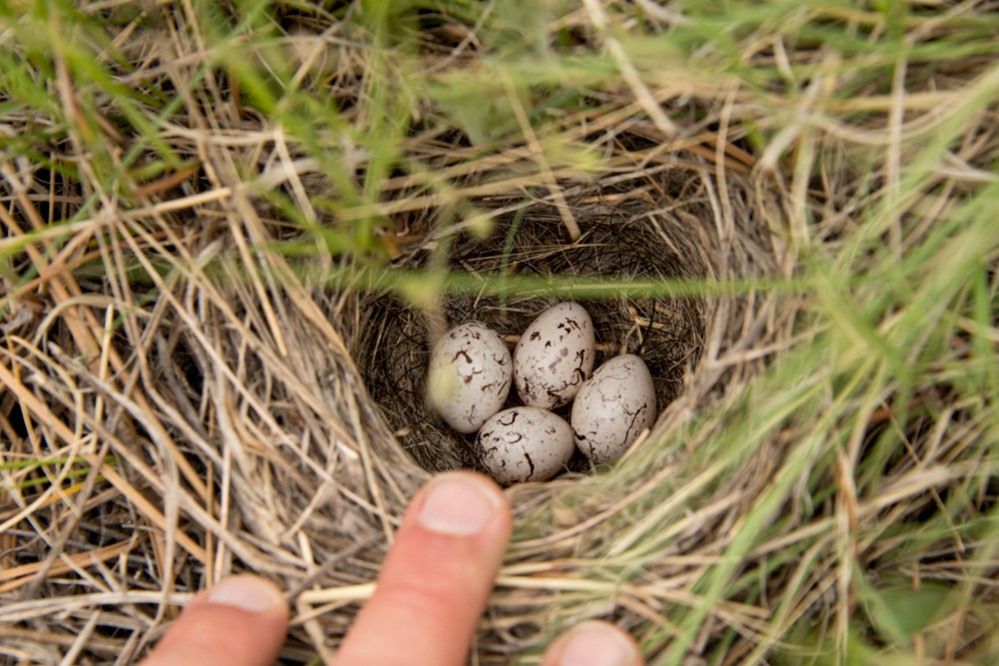 Ground-nesting Vesper Sparrow eggs