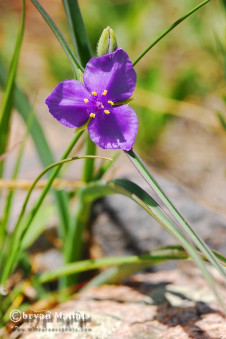 Western Spiderwort