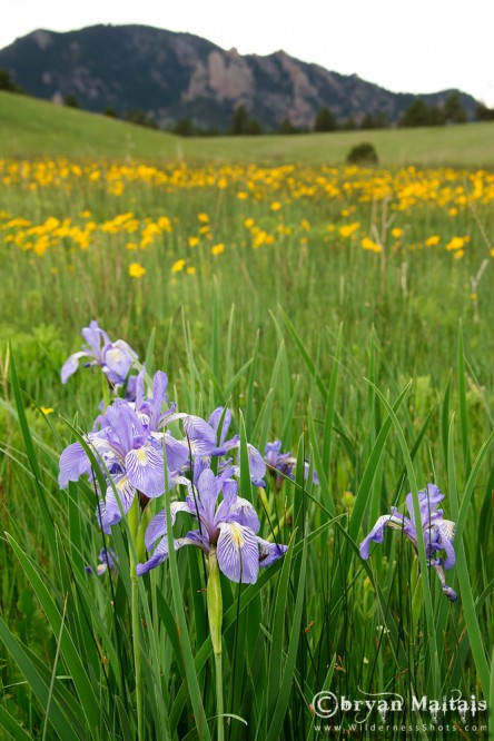 Wild Iris, Boulder Flatirons