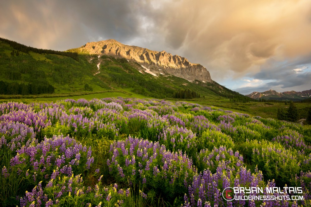 Gothic-Lupines-Crested-Butte