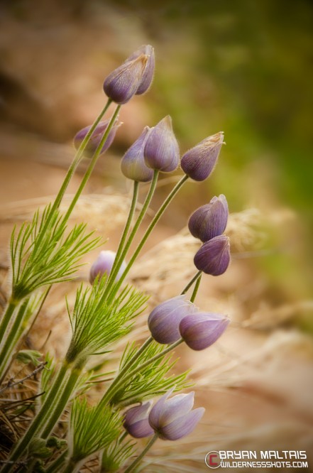 Purple Pasque Flowers