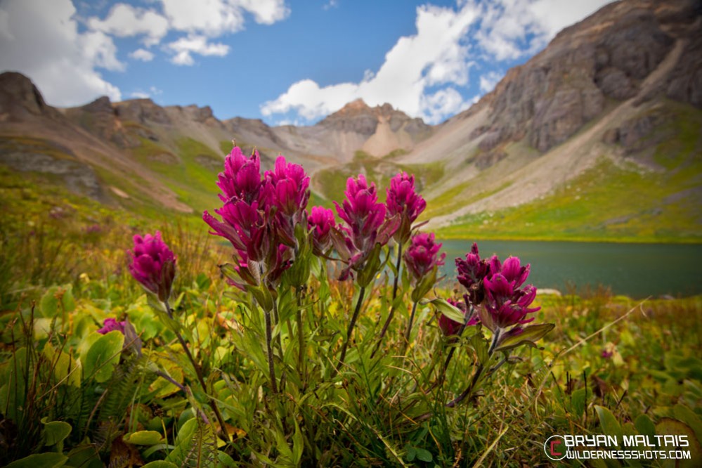 Rosy Paintbrush wildflowers ice lakes basin