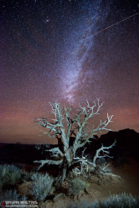 Arches National Park Tree at Night Star Milky Way