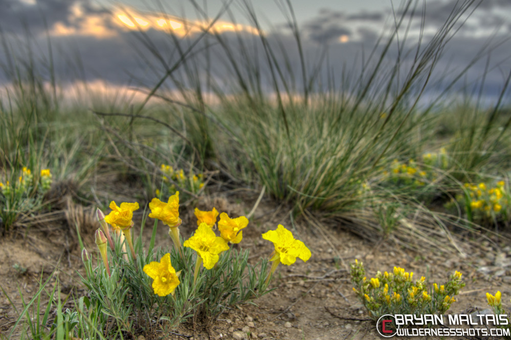 Lavenderleaf-Sundrops-Flower