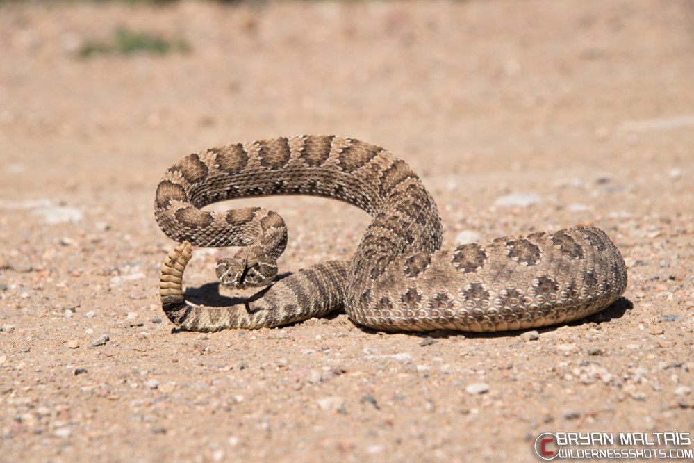 Prairie-Rattlesnake-defensive-posture-Colorado