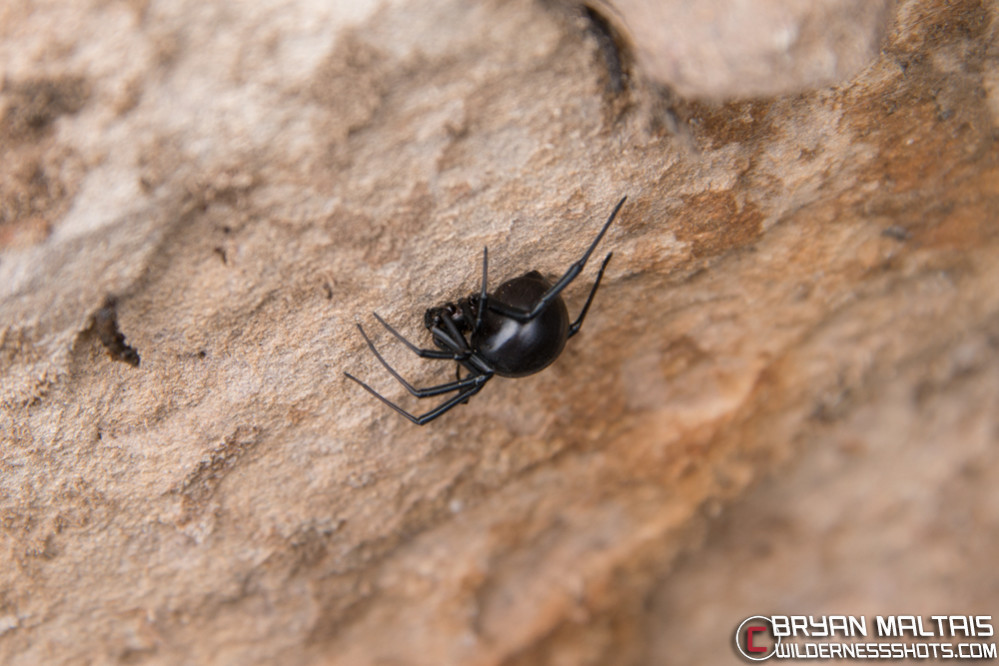 Black Widow Female