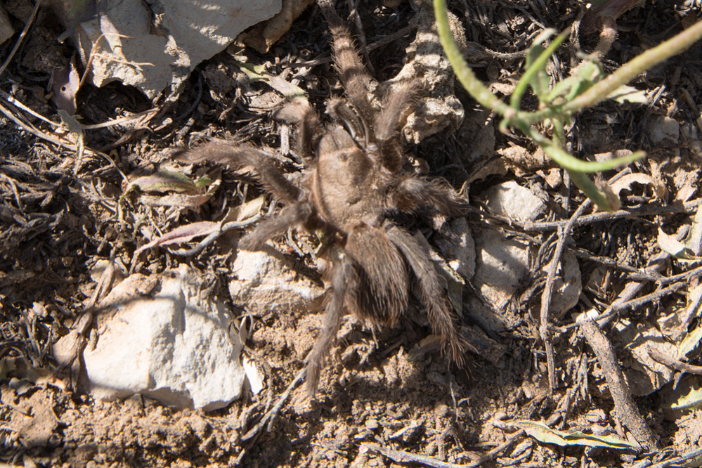 night-snake-juvenile-colorado