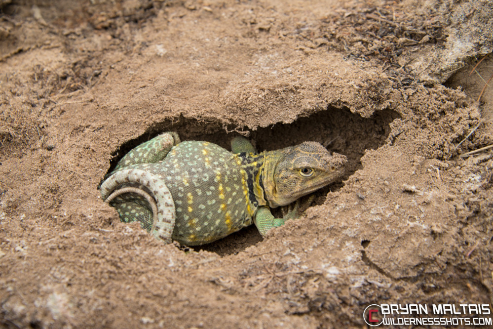 eastern-collared-lizard-male-burrow