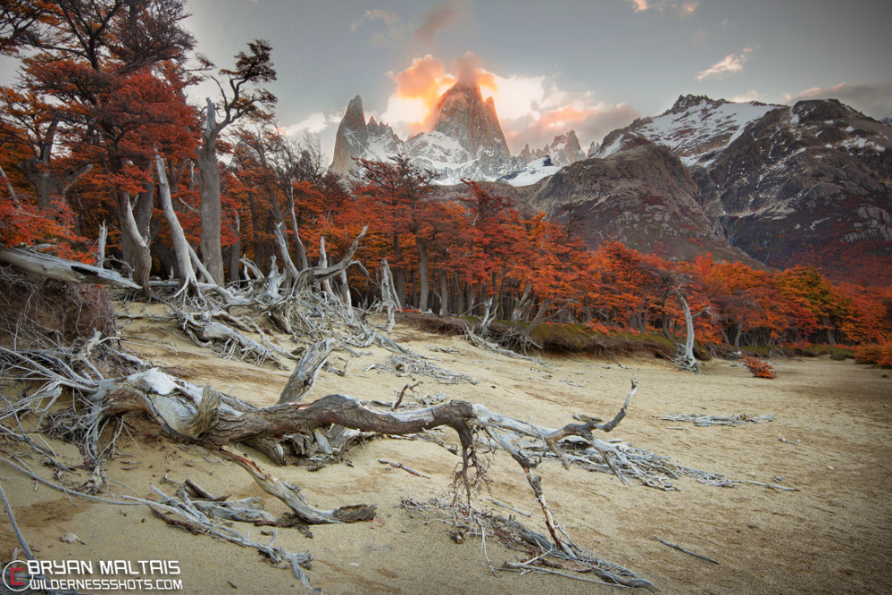 Fitz Roy Dead Tree Fall Colors Patagonia